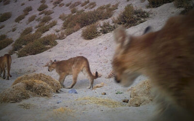 Explorando la vida silvestre del altiplano chileno: registros únicos desde nuestras cámaras trampa