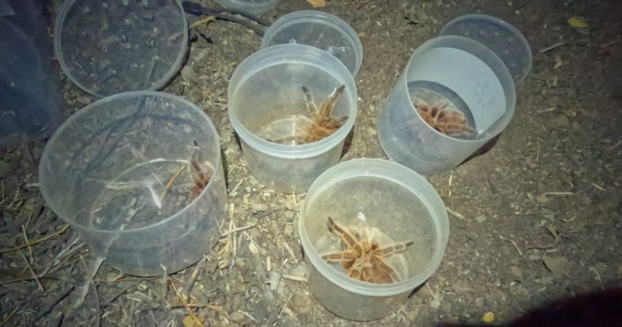 Rescate y Relocalización de la Araña Pollito: Conservación de una especie vulnerable en la Región Metropolitana