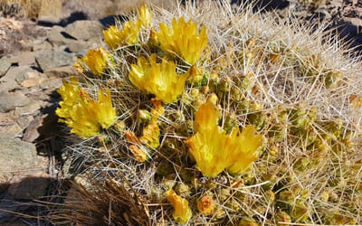 Maihueniopsis glomerata